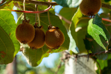 New harvest of ripe green kiwi fruits in orchard
