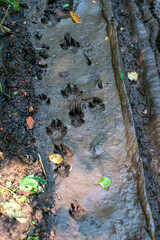 Wolf's footprints in the mud