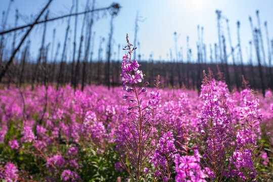 One single wild Fireweed plant flower seen in full bloom with blue sky background, burnt spruce trees sitting behind and thousands of pink, purple flowers.  