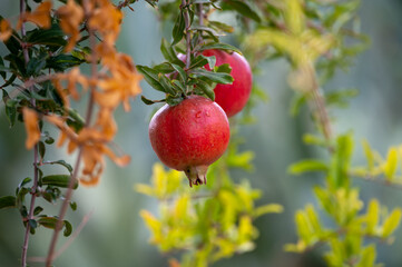 Red ripe Punica granatum pomegranatum fruits hanging on tree ready to harvest