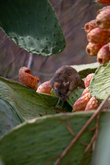 Grey muis eats ripe juicy fruits of opuntia pears
