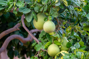 Big round pomelo citrus fruits hanging on trees on pomelo plantations