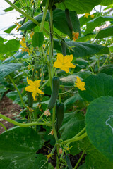 Green cucumbers hanging on lianas of cucumber plants in green house