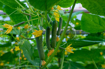 Green cucumbers hanging on lianas of cucumber plants in green house