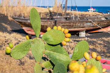 Fototapeta na wymiar Stromboli island (Aeolian archipelago), Lipari, Messina, Sicily, Italy: view of a ripe prickly pear plant with an old wooden sailboat in the background.