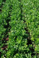 Cultivation of green leaf celery plants