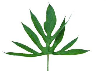 Naklejka premium Green Lasia spinosa plant leaf isolated on white background. Indigenous plants in Thailand that can eat as vegetable or cooking. It's also growing as ornamental plant at home. Thorny leaf.