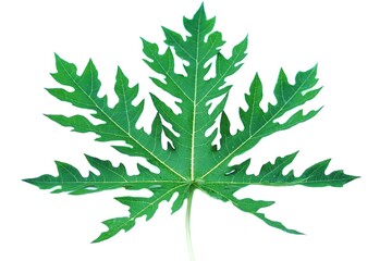 Nature organic green single fresh papaya leaf isolated on white background. Thai ancient people use papaya leaf  for health care and medical herb.