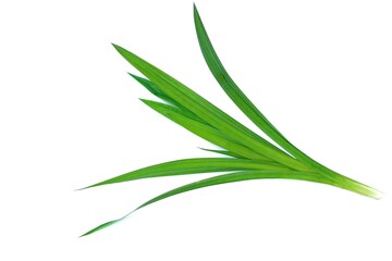 Green fresh Pandan or Screw pine leaves plant isolated on white background. Thais use it for cooking that give good smell and get green color from nature in food and beverage. It values as Thai herb. 