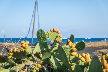 Stromboli island (Aeolian archipelago), Lipari, Messina, Sicily, Italy: view of a ripe prickly pear...