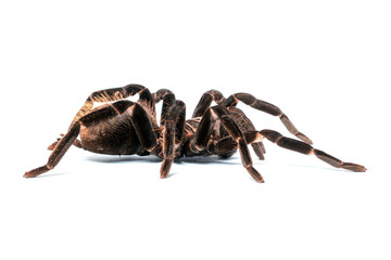 Spider Xenesthis immanis on a white background. Side view of a tarantula.