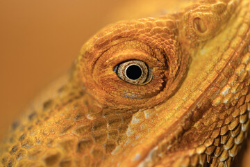 Eye of pogona vitticeps close up. Macro pogona vitticeps.