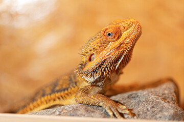 Pogona vitticeps lies on a stone. Lizard close up.