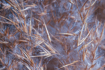 Fototapeta premium Purple dry reeds. Dry reed seeds - reed. Macro photo.
