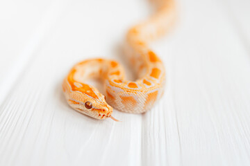 Python molurus albino close up on white textured background. Close-up snake for cover.