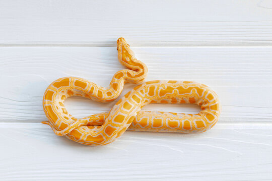 Python molurus albino close up on white textured background. Orange snake.