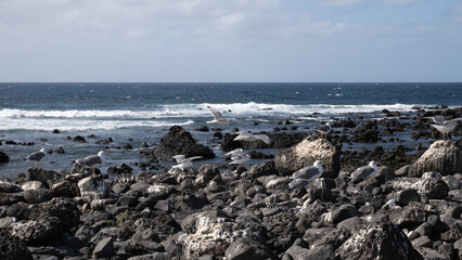 Fototapeta na wymiar Seagulls on a volcanic beach