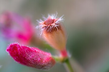 flower bud