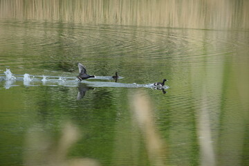Priesendorf - Bayern - Deutschland - V&ouml;gel auf einem Gew&auml;sser