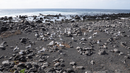 Fototapeta na wymiar A large number of seagulls on a volcanic rock beach