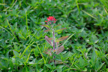 Flora en Colombia