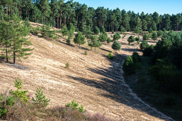 Fototapeta premium Sand dunes in the heather bloom on the Franconian dune trail near Altdorf