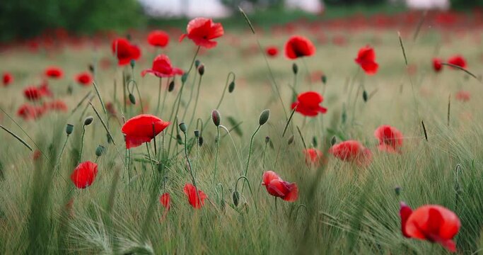 Red poppy flowers on field of rye. Green plants with red buds. Beautiful and fragile flowers at summer.