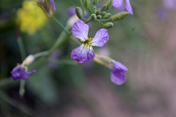 Pequeña y bella flor silvestre de color violeta/morado al costado del camino