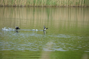 Priesendorf - Bayern - Deutschland - V&ouml;gel auf einem Gew&auml;sser