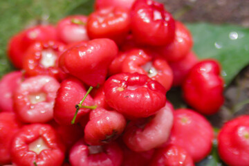 Group of Fresh ripe red rose apple fruits are ready for sale. Also know as jambu air Merah (Syzygium aqueum), jambu Semarang (Syzygium samarangense), Jambu Bol, or Malay Apple (Syzygium malaccense)