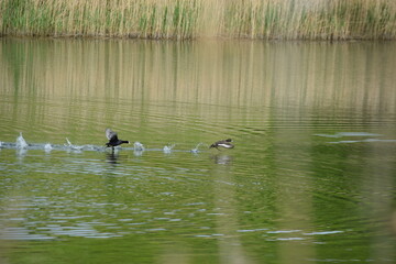 Priesendorf - Bayern - Deutschland - V&ouml;gel auf einem Gew&auml;sser