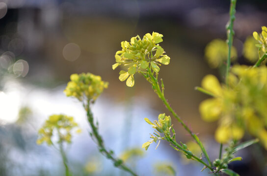 Flores amarillas de nabo a la tarde al costado del arroyo