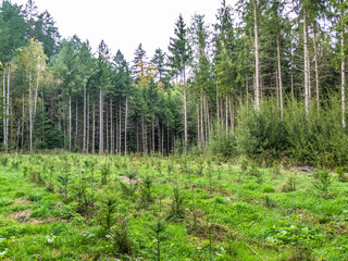 Obraz premium Wiederaufforstung durch Neuanpflanzung im Nadelwald