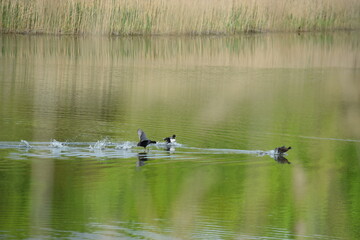 Priesendorf - Bayern - Deutschland - V&ouml;gel auf einem Gew&auml;sser