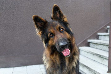 An adult German Shepherd Dog sits facing the camera by the steps outside. He smiles and sticks out his tongue.