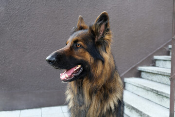An adult German Shepherd Dog sits sideways facing the camera by an outdoor staircase. He smiles and sticks out his tongue.