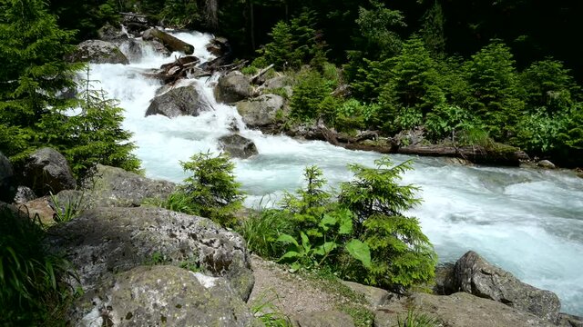 River in summer mountain forest