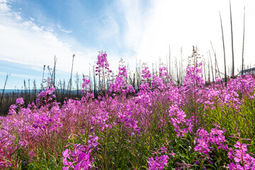 Stunning pink, purple fireweed flowers seen in full bloom during summertime with stunning blue sky, nature background in the Canadian wilderness. 