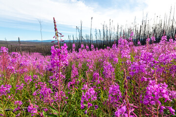 Stunning pink, purple fireweed flowers seen in full bloom during summertime with stunning blue sky, nature background in the Canadian wilderness. 