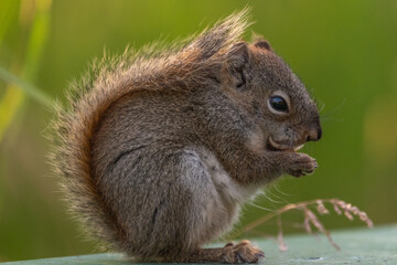 Cute brown, grey ground squirrel seen in wilderness with blurred background with green, natural, nature background. 