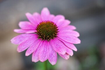 Obraz premium ローゼンセマムの花