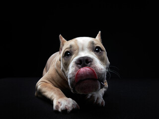 Obraz premium Funny american bully dog on black. Happy puppy in studio