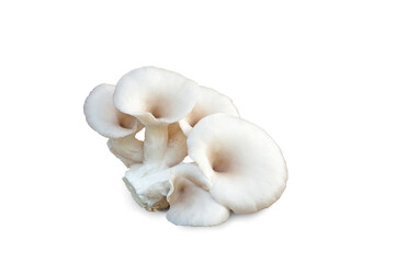 Oyster mushroom on white background.