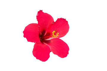 Red hibiscus flower isolated on white background.