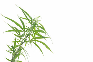 Marijuana leaves branch isolated on white background