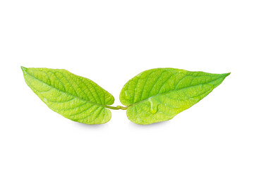Fototapeta premium Heart shape green leaves with water drops on white background.