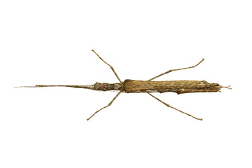 Red-marked Stick Insect (Trachythorax maculicollis) isolated on white background. Males perched on the sides of the body. are much smaller than females.