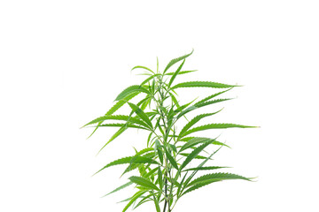 Marijuana leaves branch isolated on white background