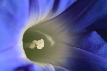 近隣の花のマクロ撮影、flower macro photography