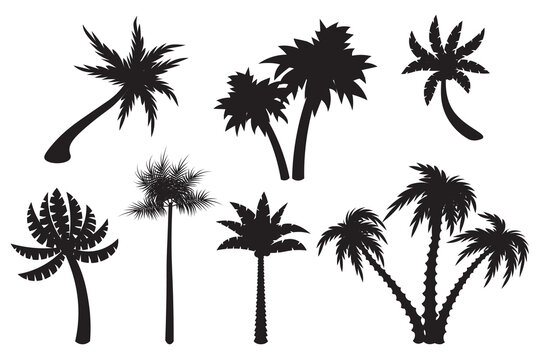 Cute cartoon palm set silhouettes isolated on white background. Exotic trees in flat style. Double, triple palm. Tilted plant. 